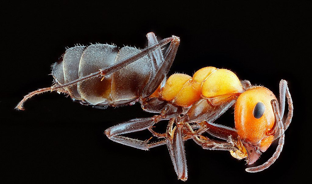 Ant Control service in El Monte, CA