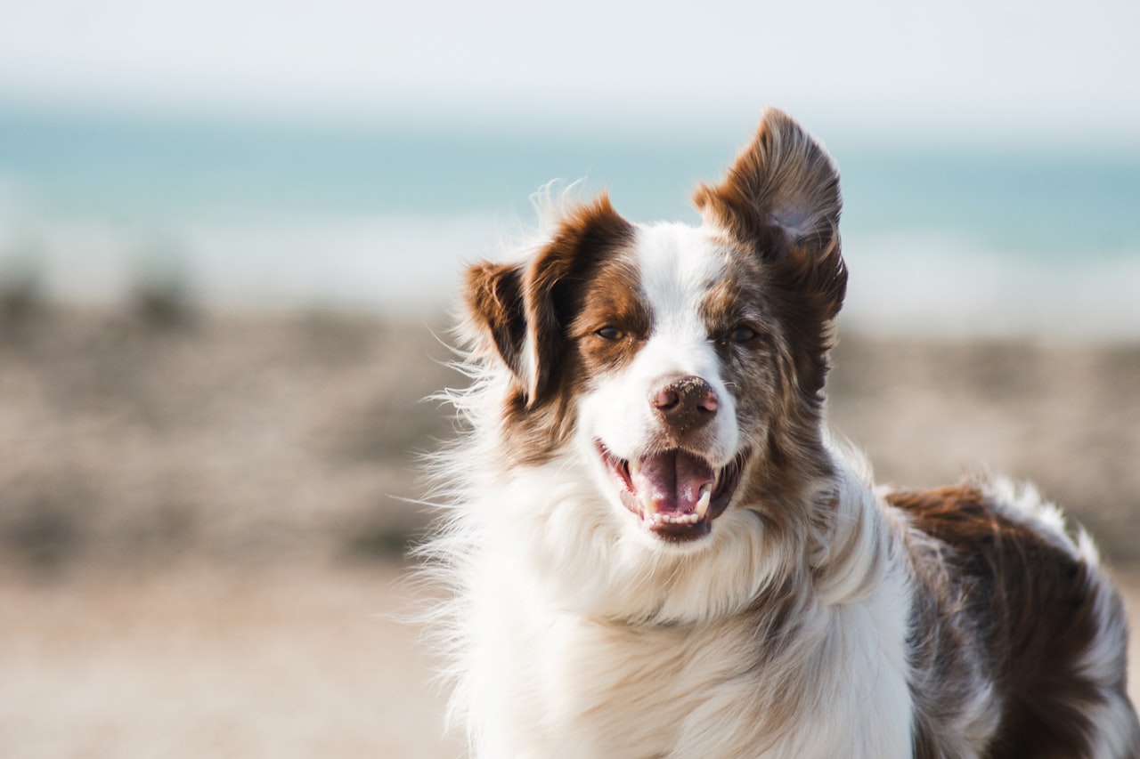 Flea & Tick Control service in El Monte, CA