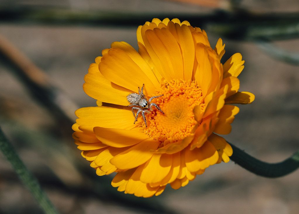 Spider Control service in El Monte, CA